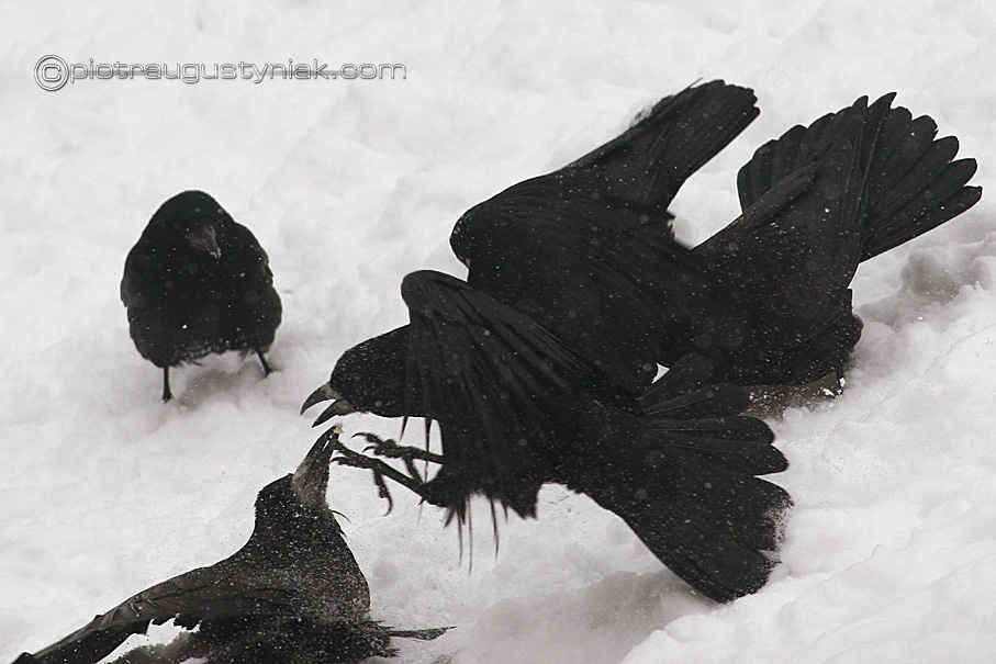 Fotograf płock zima warszawa łódź zdjęcia przyrody ptaki zwierzeta walczą o pokarm fotoreportaże Piotr Augustyniak